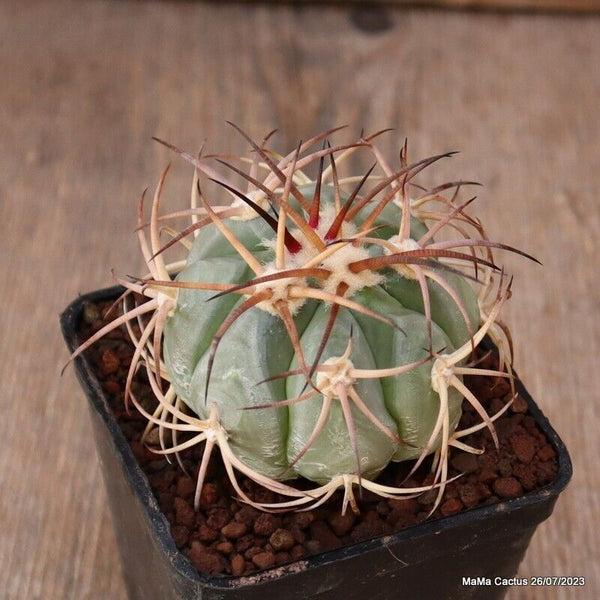 ECHINOCACTUS HORIZONTHALONIUS