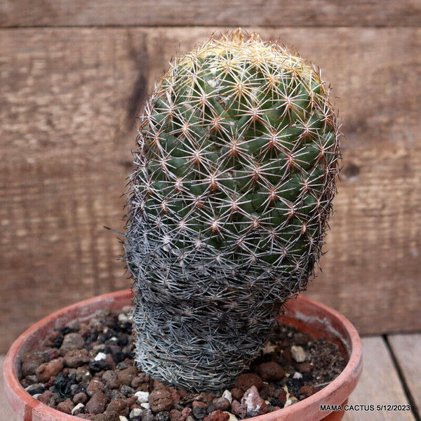 D2835 CORYPHANTHA COMPACT pot16-H19-W10 cm MaMa Cactus