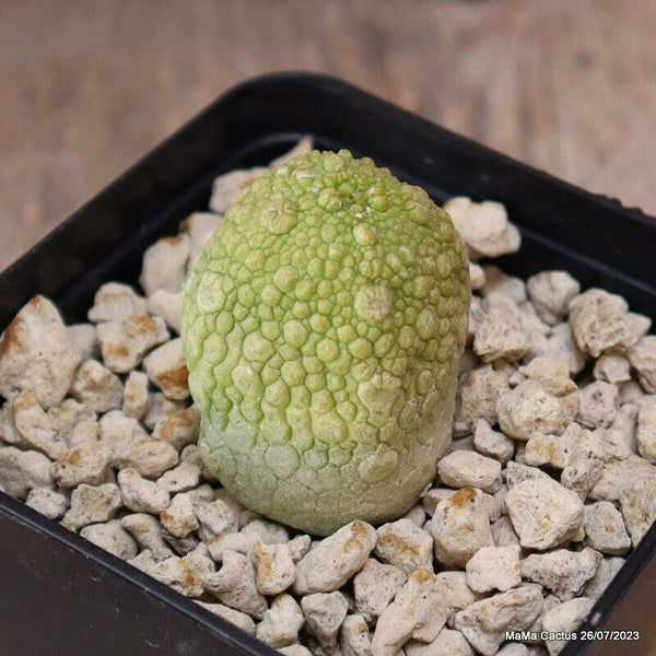 PSEUDOLITHOS MIGIURTINUS