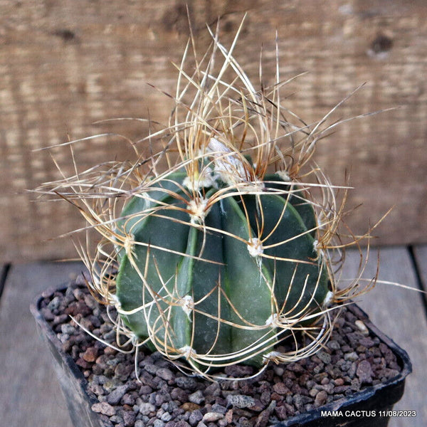 ASTROPHYTUM CAPRICORNE NUDUM SENILIS