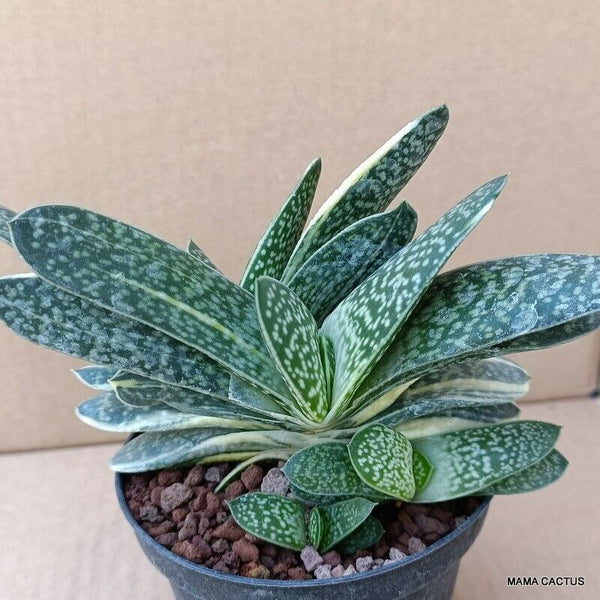 A9833 GASTERIA LILIPUTANA pot10-H11-W17 cm MaMa Cactus 2nd