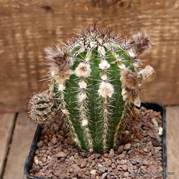 A3514 ECHINOPSIS CV. HAKU JO pot10-H10,5-W9,5 cm MaMa Cactus