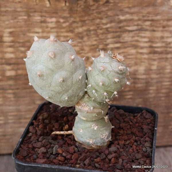 A6678 TEPHROCACTUS ARTICULATUS INERMIS pot8-H9-W7 cm MaMa Cactus