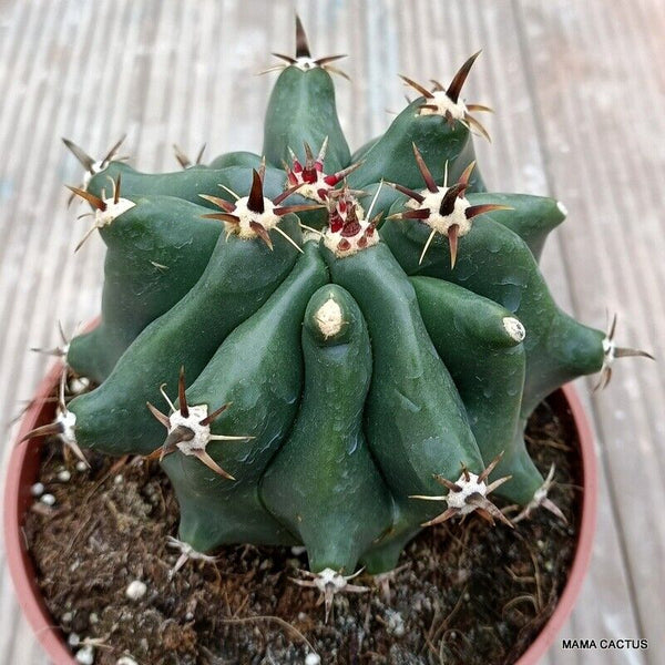 FEROCACTUS HORRIDUS MONSTER KIKKO