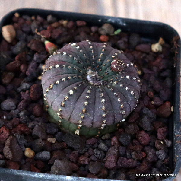 A3886 FRAILEA CASTANEA pot7-H3-W3,5 cm MaMa Cactus