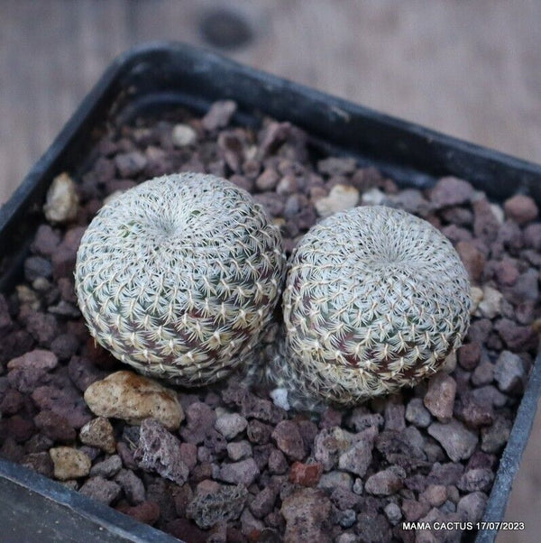 A4988 REBUTIA LANGERII DICHOTOMIC pot7 H3-W5 cm MaMa Cactus