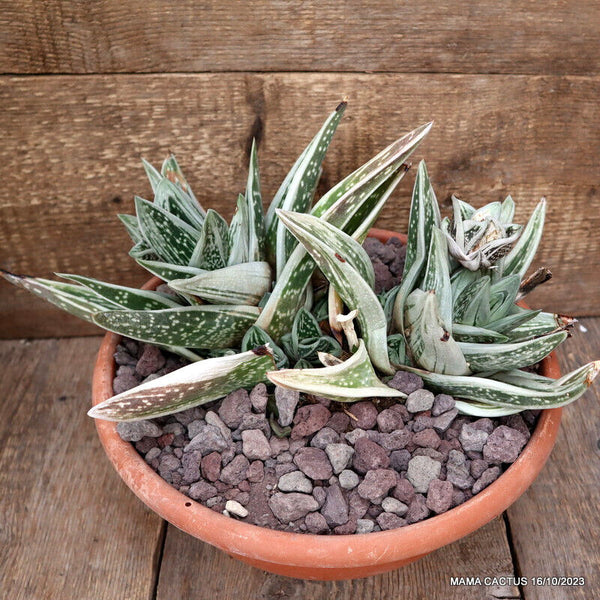 D2380 GASTERIA CV. GREEN ICE pot30-H18-W39 cm MaMa Cactus