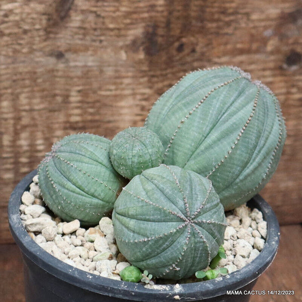 EUPHORBIA OBESA MULTIHEADS OLD