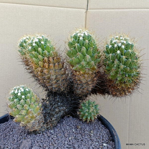 A2783 CORYPHANTHA CLAVA VERY OLD pot 28 cm H 22 cm W 28 cm MaMa Cactus