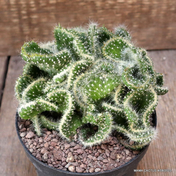 A6001 OPUNTIA SUBULATA CRESTED pot12-H10,5-W13 cm MaMa Cactus