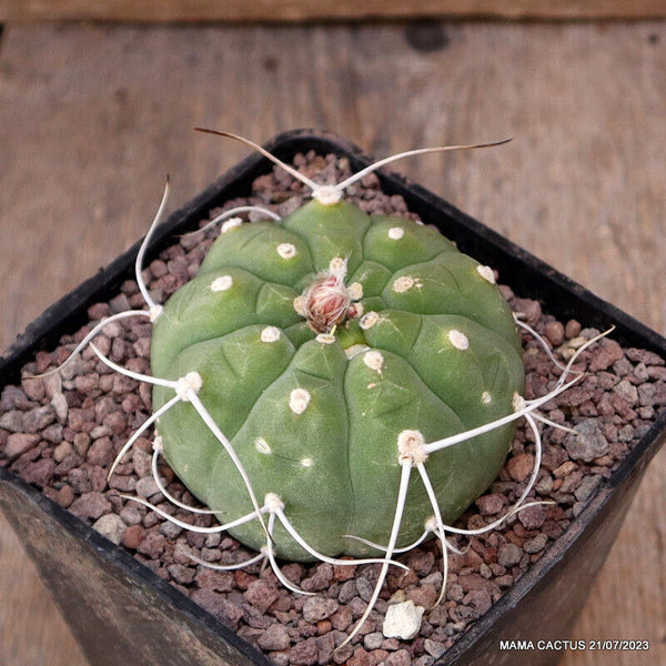 MATUCANA MADISONIORUM