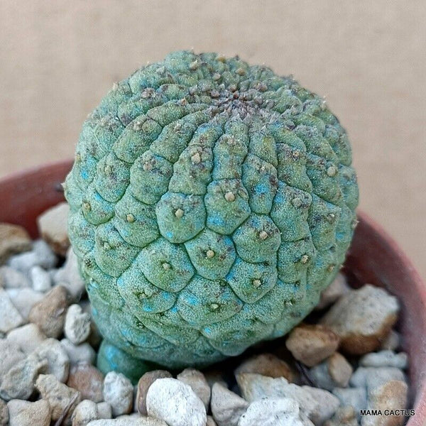 D1446 TRICHOCAULON CACTIFORME pot7-H4-W4 cm MaMa Cactus