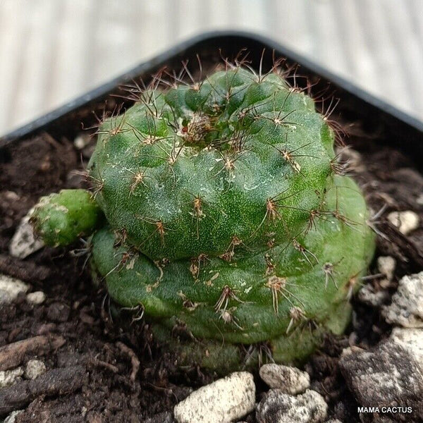 A3867 FRAILEA PYGMAEA pot 7 cm H 2,5 cm W 4 cm MaMa Cactus