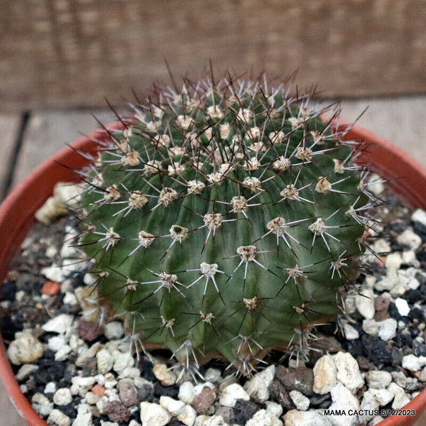 ACANTHOCALYCIUM SPINIFLORUM