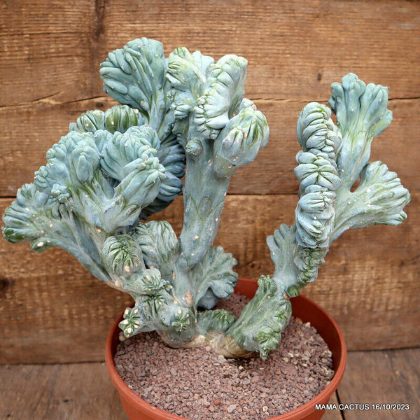 MYRTILLOCACTUS GEOMETRIZANS CRESTED STRICTUS