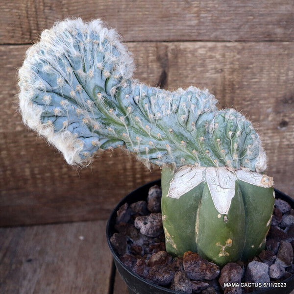 PILOSOCEREUS AZUREUS CRESTED GRAFTED