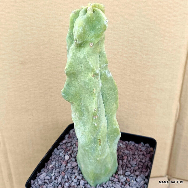 LOPHOCEREUS SCHOTTII MINOR MONSTER