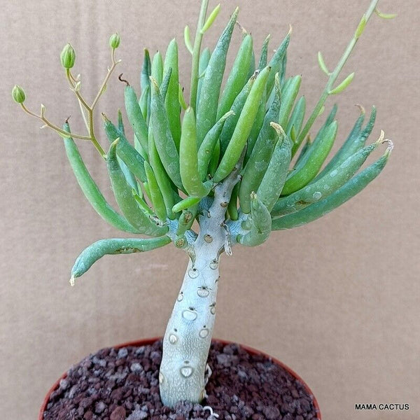 D1402 TYLECODON RETICULATUS pot10-H11-W6 cm MaMa Cactus