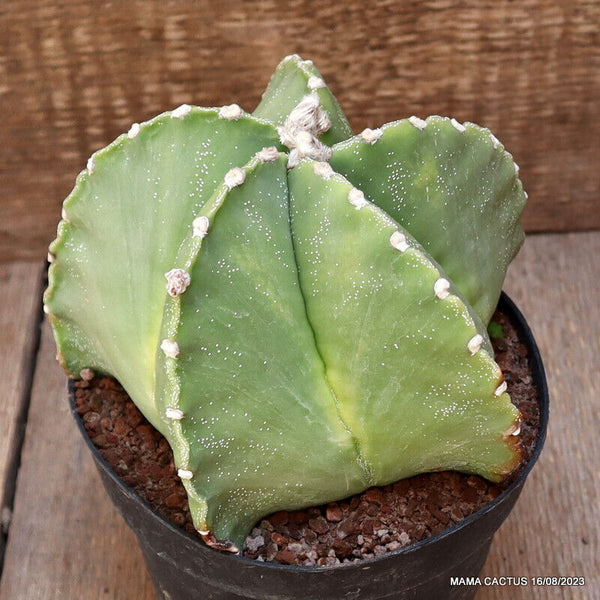 ASTROPHYTUM MYRIOSTIGMA VARIEGATED