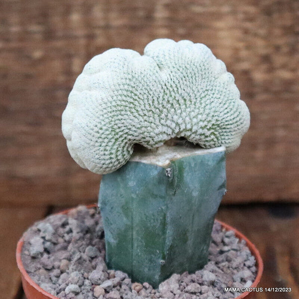 EPITHELANTHA BOKEI CRESTED GRAFTED