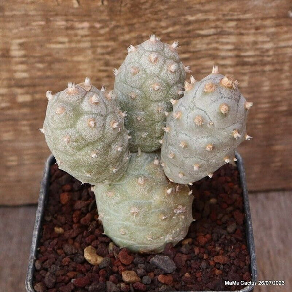 A6680 TEPHROCACTUS ARTICULATUS INERMIS pot9-H11-W9 cm MaMa Cactus