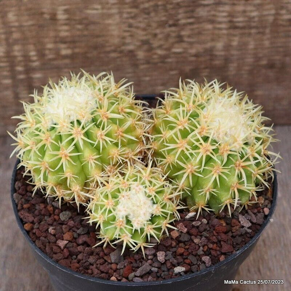 ECHINOCACTUS GRUSONII BREVISPINUS