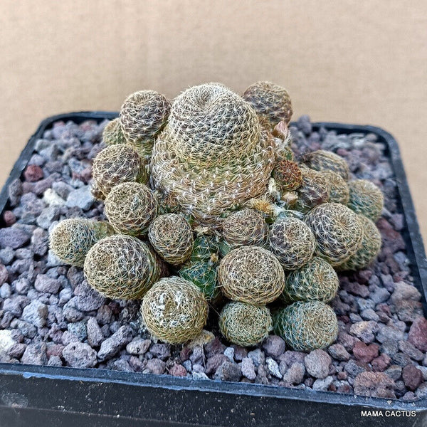 SULCOREBUTIA TARATENSIS