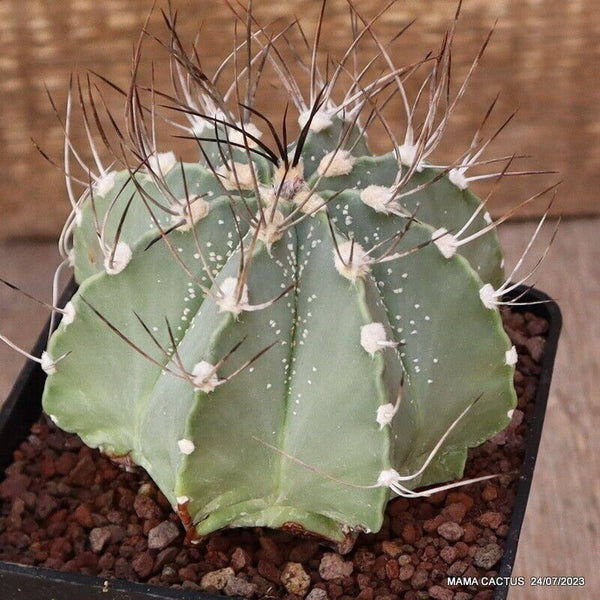 ASTROPHYTUM CAPRICORNE