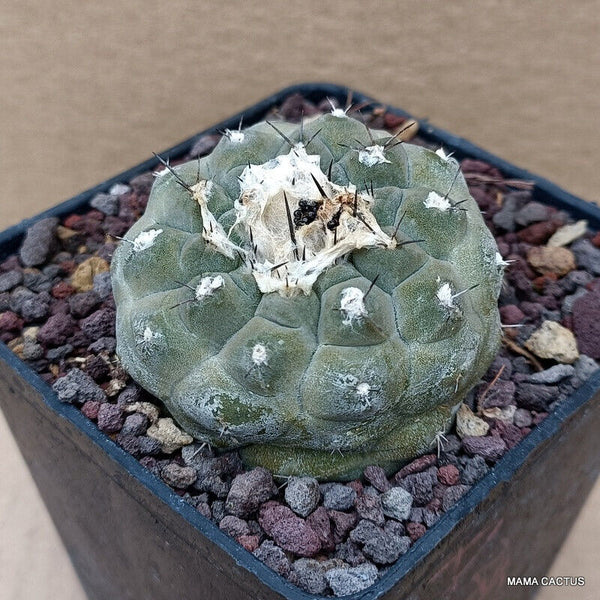 COPIAPOA HYPOGAEA