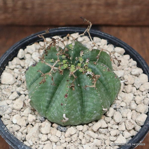 EUPHORBIA OBESA X VALIDA OLD