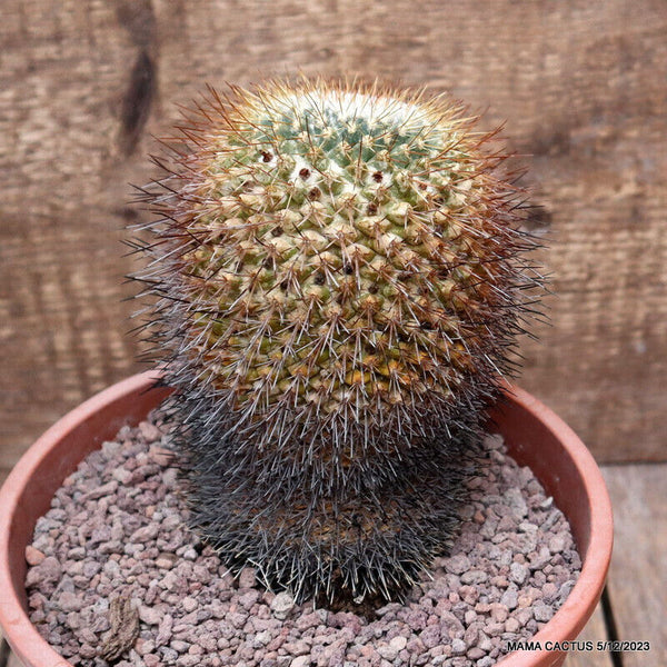 MAMMILLARIA APOZOLENSIS