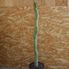 LOPHOCEREUS SCHOTTII MONSTER MINOR TOTEM POLE