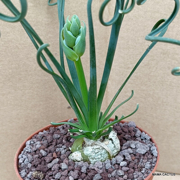 ALBUCA SPIRALIS