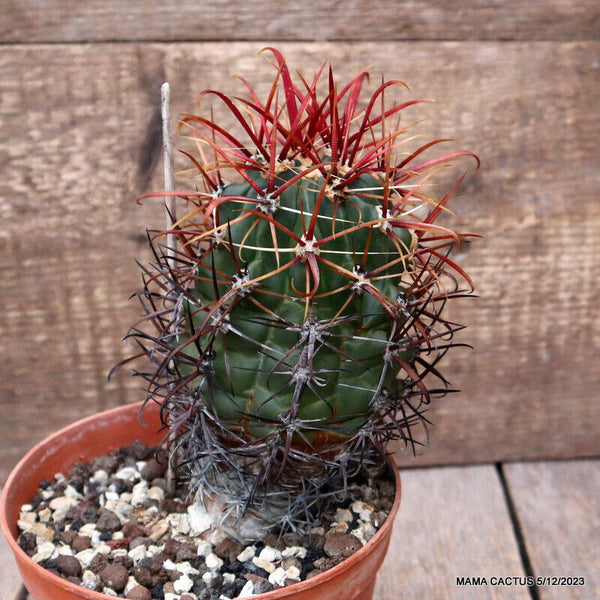 FEROCACTUS GRACILIS