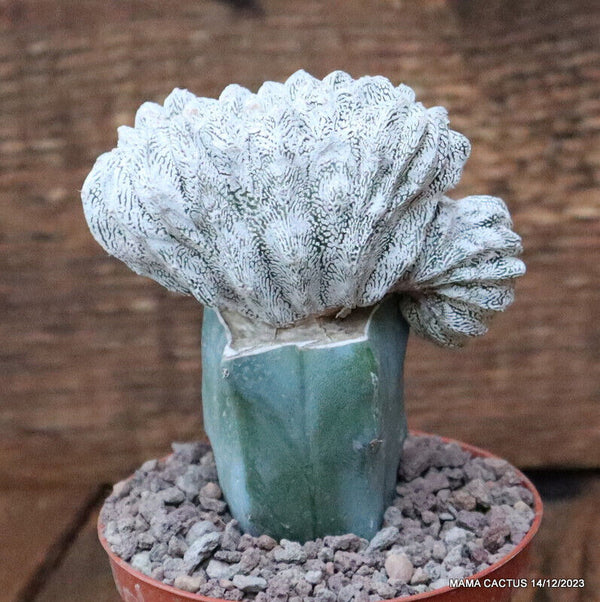 ASTROPHYTUM MYRIOSTIGMA ONZUKA CRESTED GRAFTED