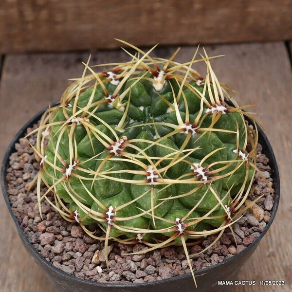 GYMNOCALYCIUM MULTIFLORUM