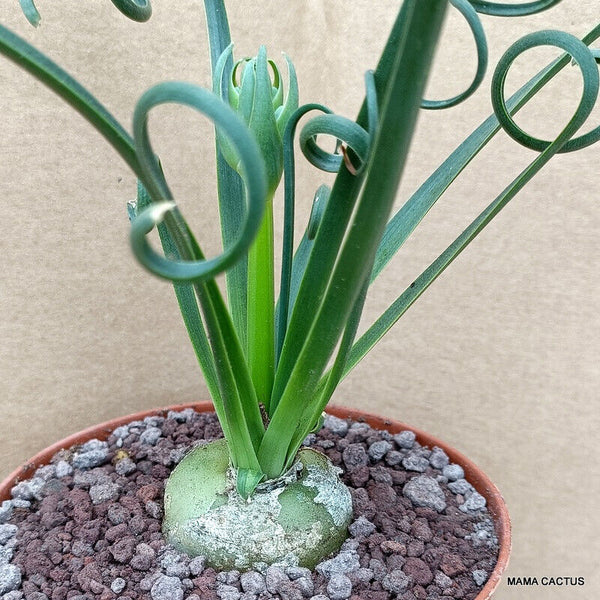 ALBUCA SPIRALIS