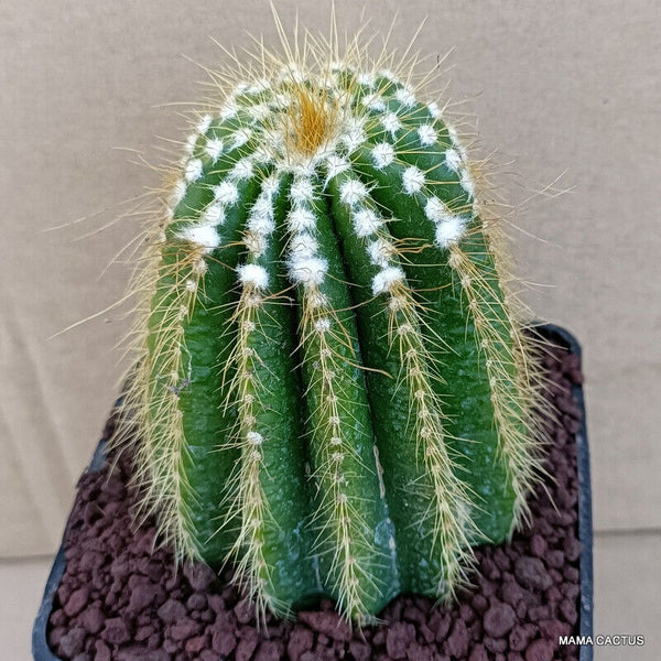 NOTOCACTUS MAGNIFICUS