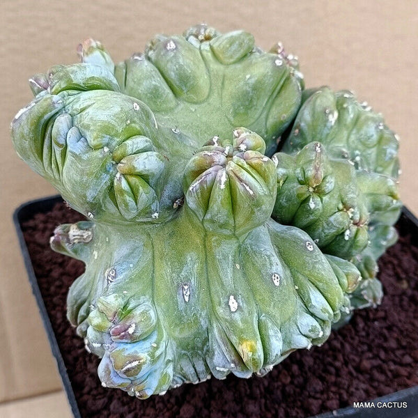 MYRTILLOCACTUS GEOMETRIZANS CRESTED