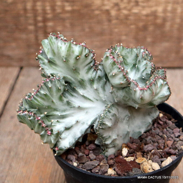 EUPHORBIA LACTEA CRESTED VARIEGATED