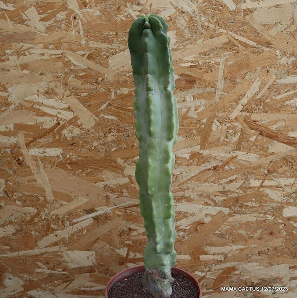 LOPHOCEREUS SCHOTTII MONSTER MAJOR TOTEM POLE