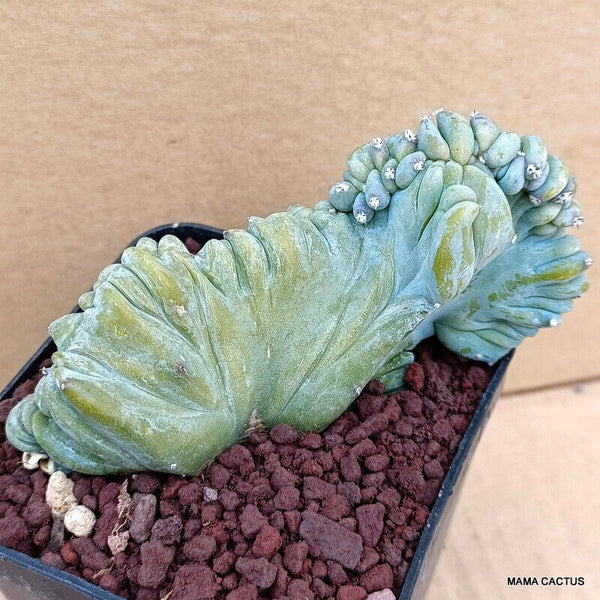 MYRTILLOCACTUS GEOMETRIZANS CRESTED