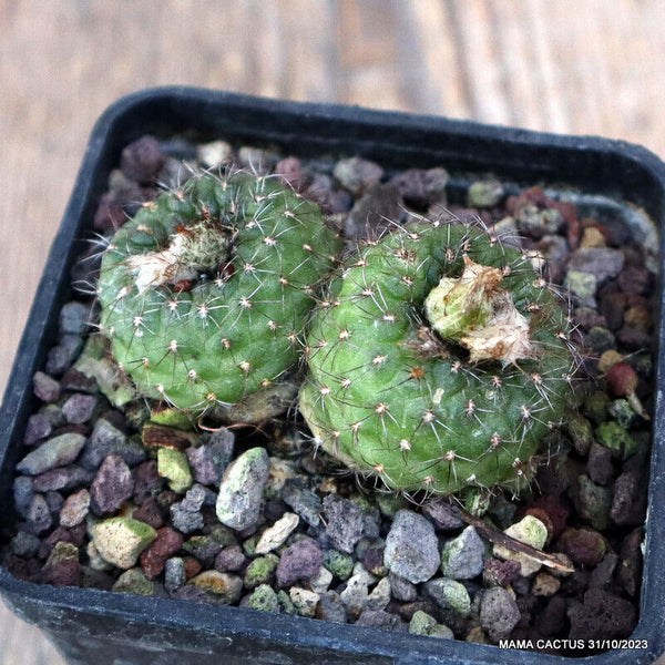 D725 FRAILEA PYGMAEA pot7-H3,5-W6 cm MaMa Cactus