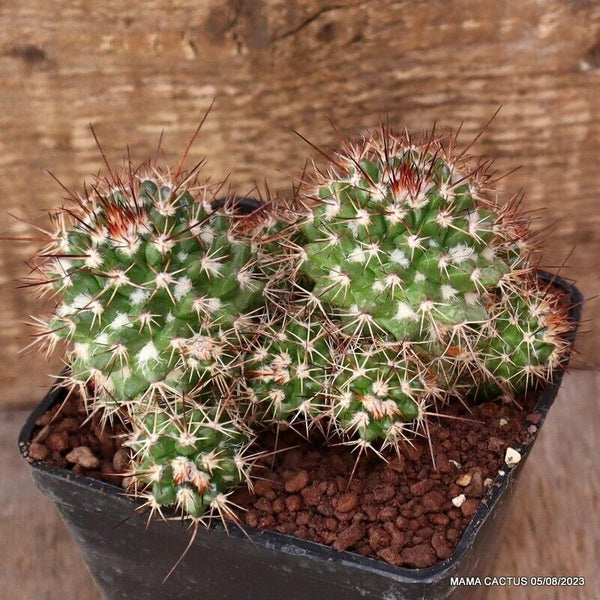 MAMMILLARIA SPINOSISSIMA MONSTER