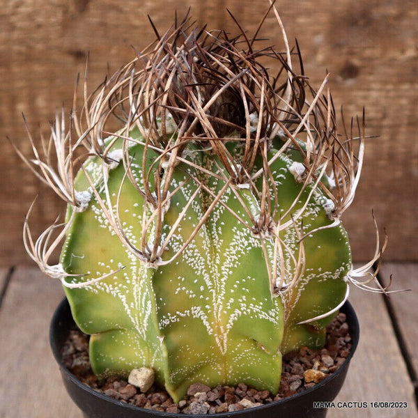 ASTROPHYTUM CAPRICORNE