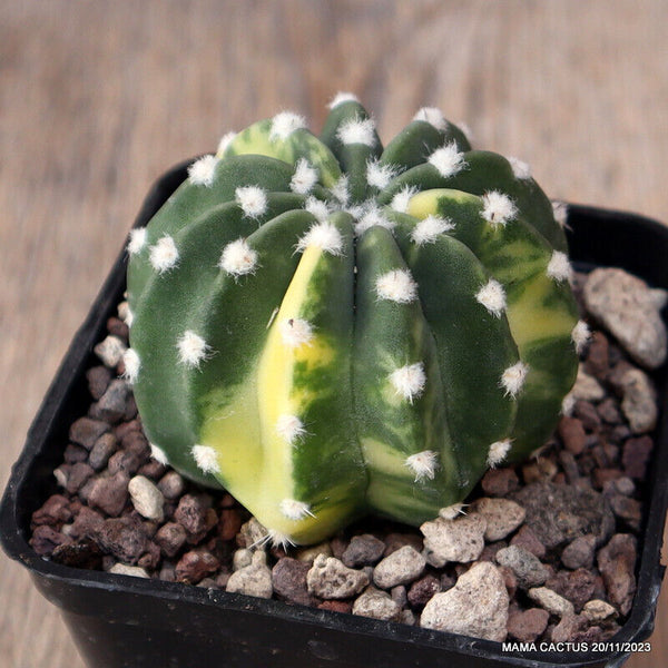 A3860 ECHINOPSIS SUBDENUDATA VARIEGATED pot7-H5,5-W5,5 cm MaMa Cactus