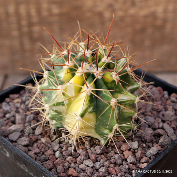 FEROCACTUS LONGISPINUS VARIEGATED