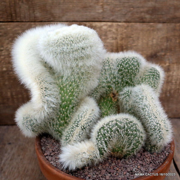 CLEISTOCACTUS STRAUSII CRESTED