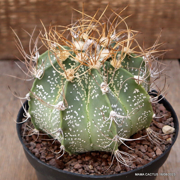 ASTROPHYTUM CAPRICORNE