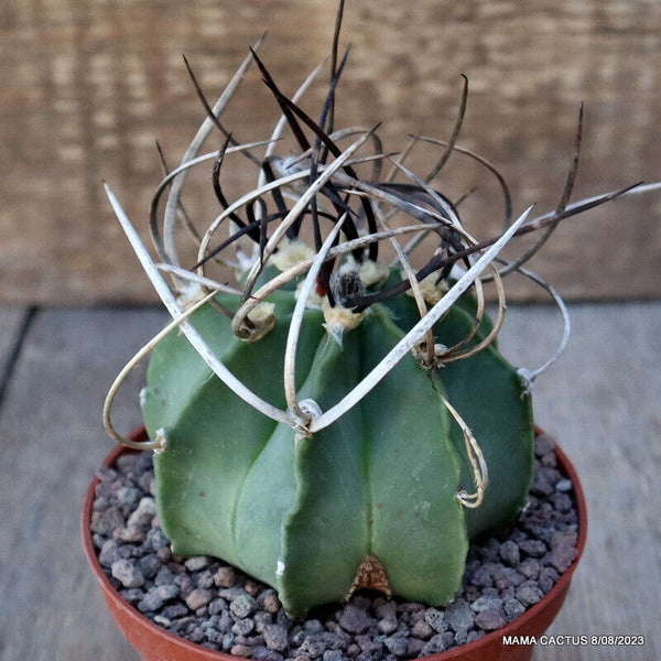 ASTROPHYTUM CAPRICORNE NUDUM